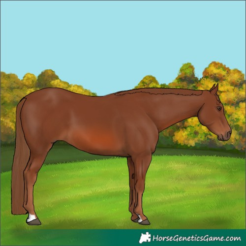 Horse Color:Chestnut 