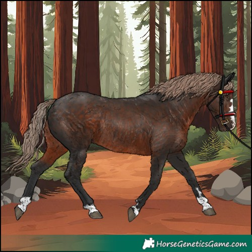 Horse Color:Unknown 