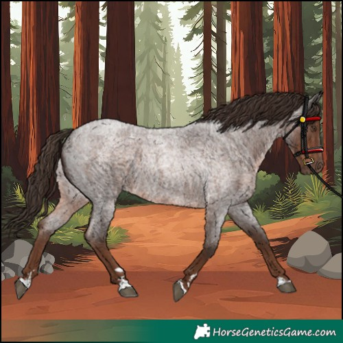 Horse Color:Unknown 