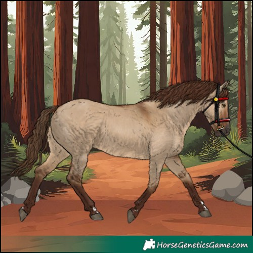 Horse Color:Unknown 