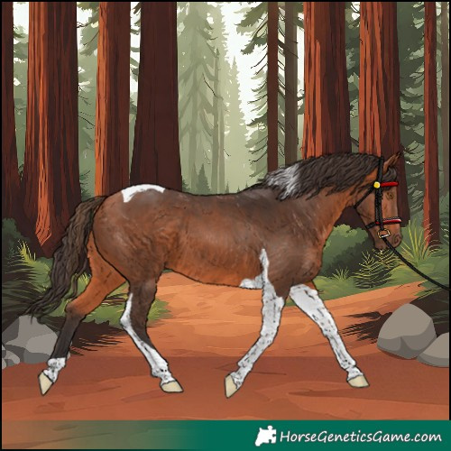 Horse Color:Unknown 