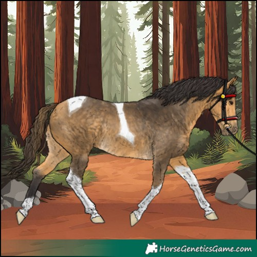 Horse Color:Unknown 
