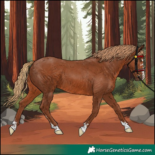 Horse Color:Unknown 