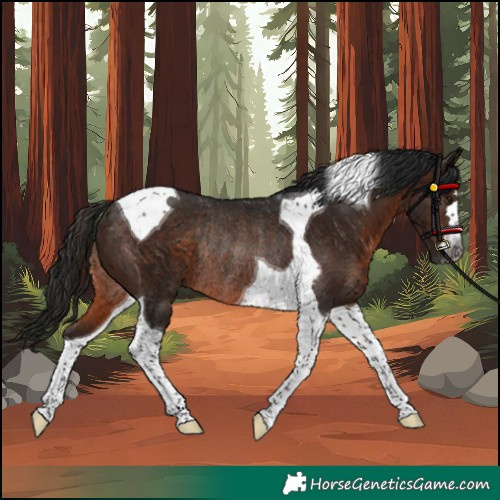 Horse Color:Unknown 