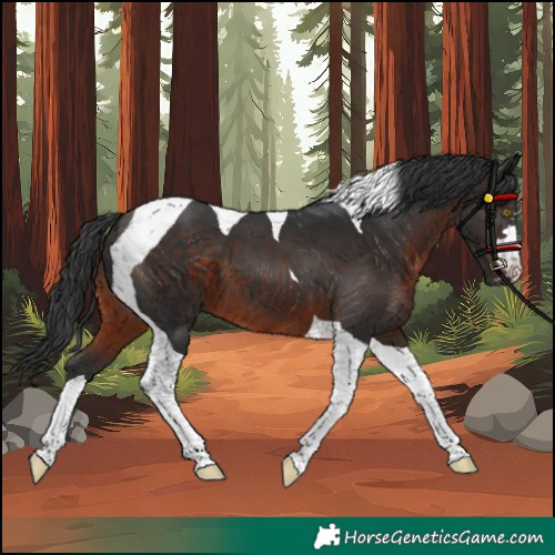 Horse Color:Unknown 