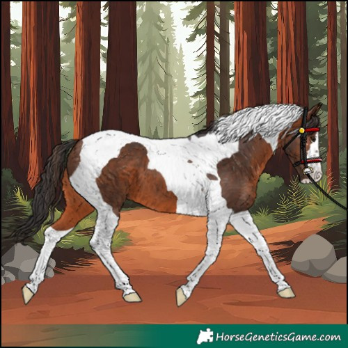 Horse Color:Unknown 