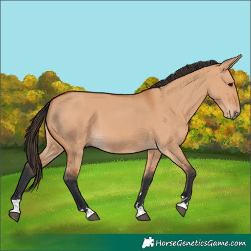 Horse Color:Bay Dun 