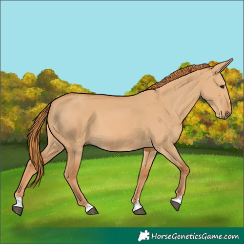 Horse Color:Red Dun 