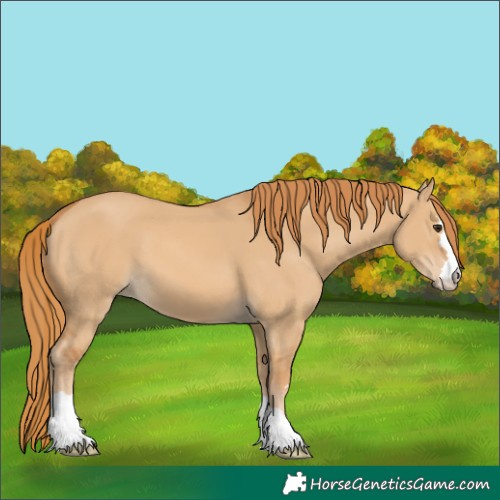 Horse Color:Red Dun