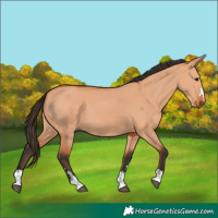 Horse Color:Bay Dun