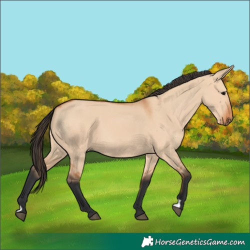 Horse Color:Bay Dun