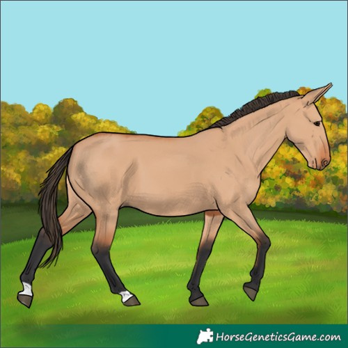 Horse Color:Bay Dun