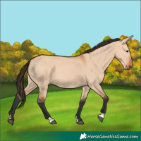 Horse Color:Bay Dun