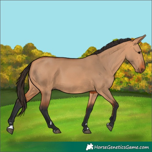 Horse Color:Bay Dun