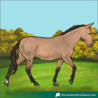 Horse Color:Bay Dun