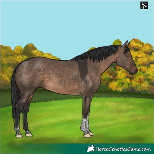 Horse Color:Brown Dun Tobiano 