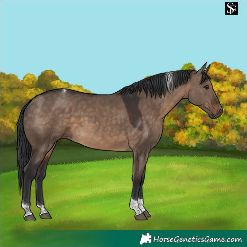 Horse Color:Brown Dun Tobiano 