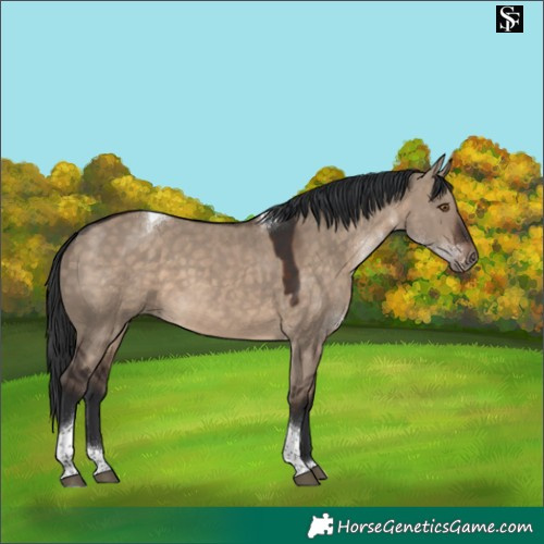 Horse Color:Brown Dun Tobiano 