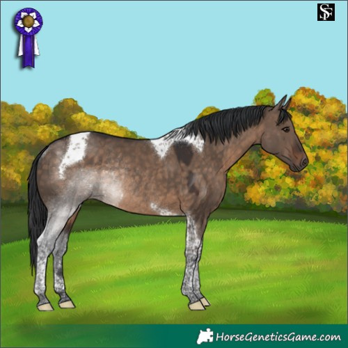 Horse Color:Brown Dun Tobiano Rabicano