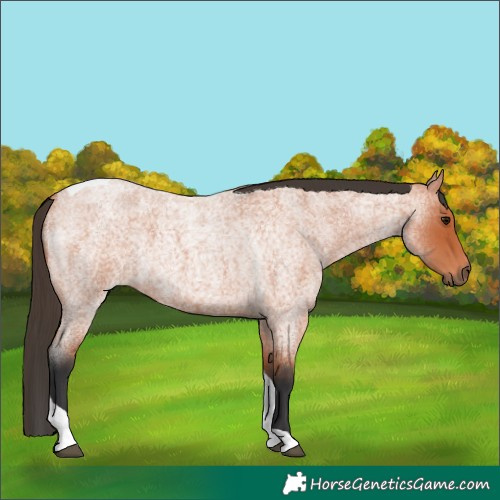 Horse Color:Bay Roan Tobiano