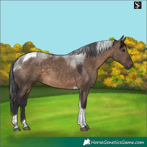 Horse Color:Brown Dun Tobiano 