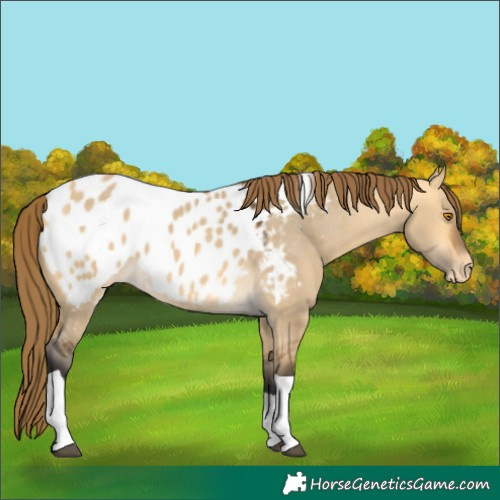 Horse Color:Buckskin Dun Tobiano Blanket 