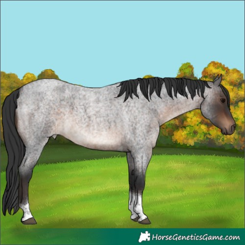 Horse Color:Brown Roan Tobiano Rabicano 