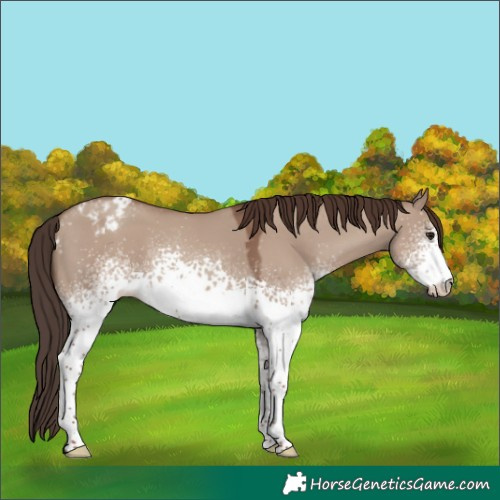 Horse Color:White Spotted Classic Champagne Dun Appaloosa 
