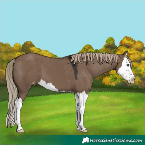 Horse Color:Liver Red Dun Splash Appaloosa 