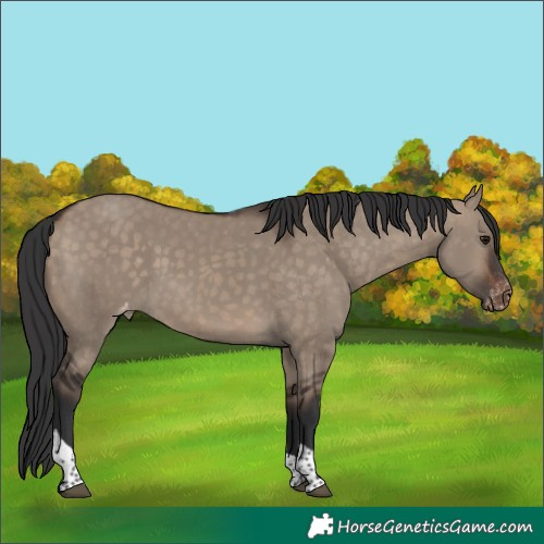 Horse Color:Brown Dun Tobiano Appaloosa 