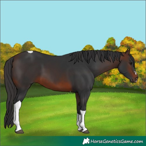 Horse Color:Brown Tobiano 