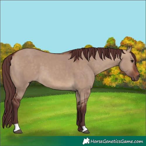 Horse Color:Chocolate Bay Dun 