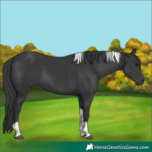 Horse Color:Black Tobiano 
