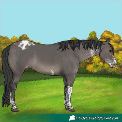 Horse Color:White Spotted Grullo Tobiano Appaloosa