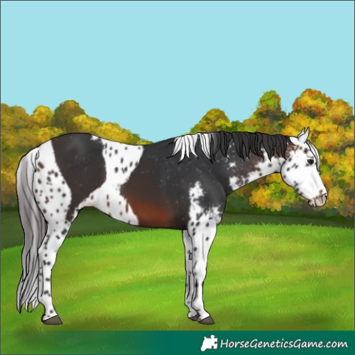 Horse Color:Brown Skewed Appaloosa