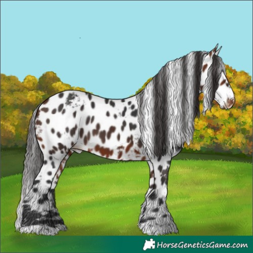 Horse Color:Bay Skewed Appaloosa 