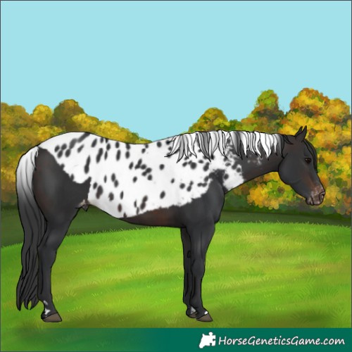 Horse Color:Brown Skewed Appaloosa 