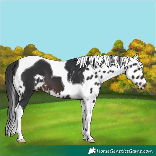Horse Color:Brown Tobiano Skewed Appaloosa