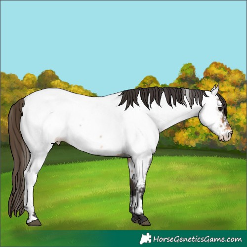 Horse Color:Buckskin Roan Near Fewspot 
