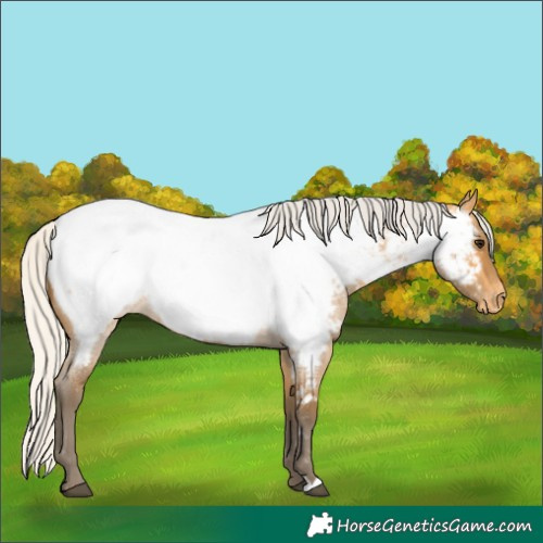 Horse Color:Silver Buckskin Roan Near Fewspot 