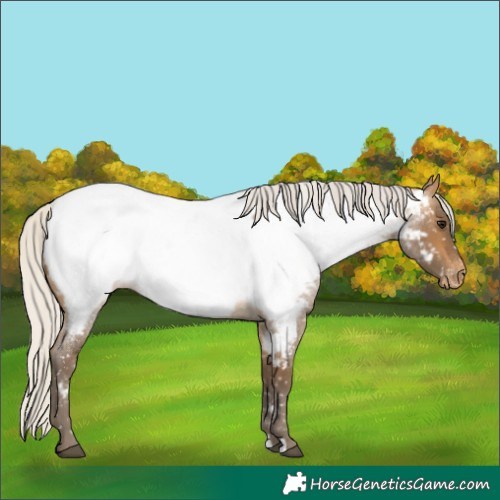 Horse Color:Silver Buckskin Roan Appaloosa 