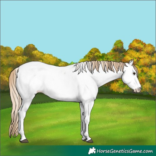 Horse Color:Chocolate Palomino Roan Near Fewspot 