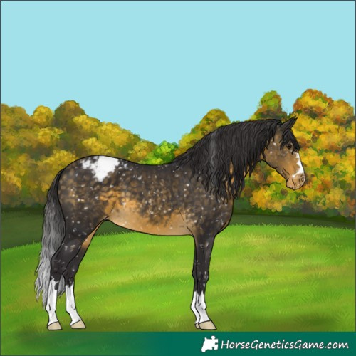 Horse Color:Buckskin Appaloosa 