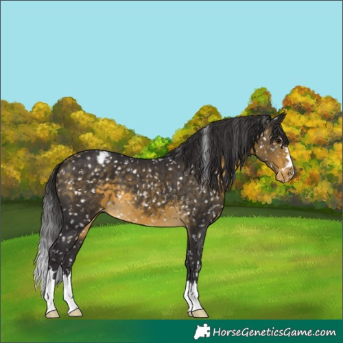 Horse Color:Buckskin Snowcap 