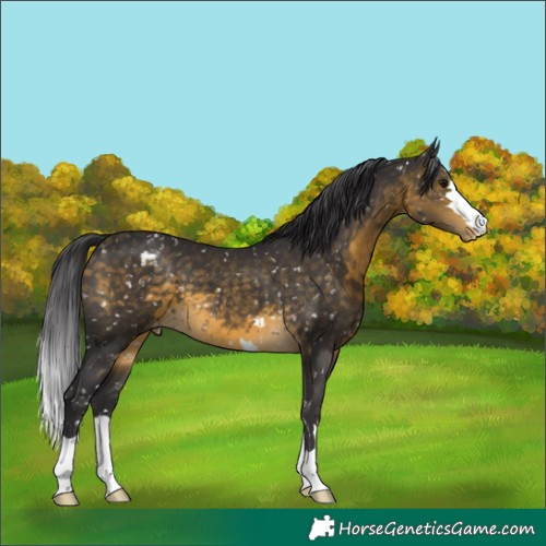 Horse Color:Buckskin Appaloosa 