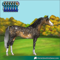 Horse Color:Buckskin Appaloosa