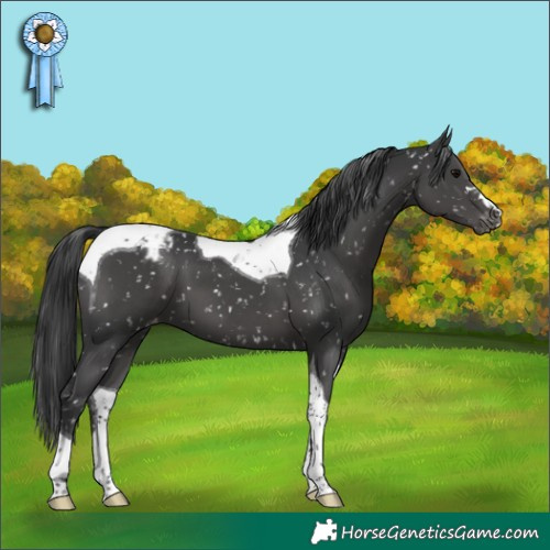 Horse Color:Black Tobiano Snowflake Varnish