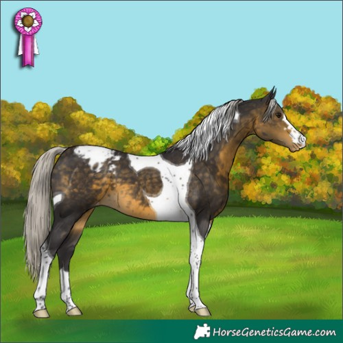 Horse Color:Silver Buckskin Tobiano Appaloosa