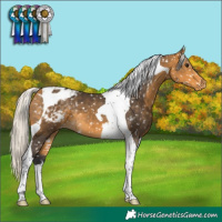 Horse Color:Silver Buckskin Tobiano Blanket