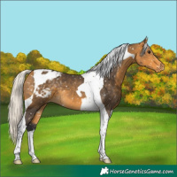 Horse Color:Silver Buckskin Tobiano Appaloosa 